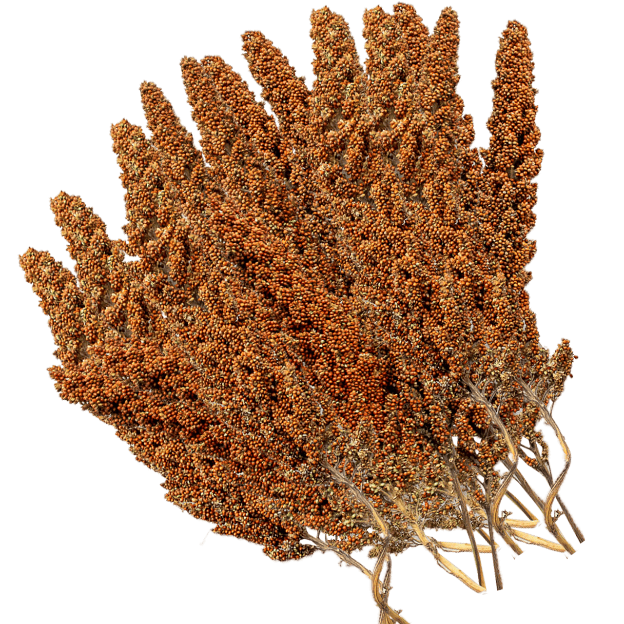 G1 Experience Premium Kızıl Tilki Kuyruğu Dal Darı 1.5 kg