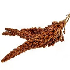 G1 Experience Premium Kızıl Tilki Kuyruğu Dal Darı 1.5 kg