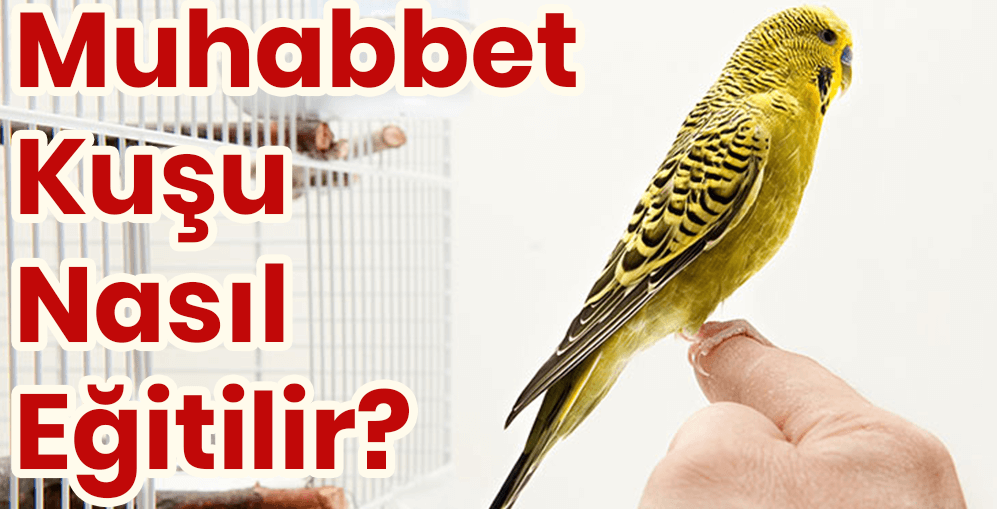Muhabbet Kuşu Nasıl Eğitilir?