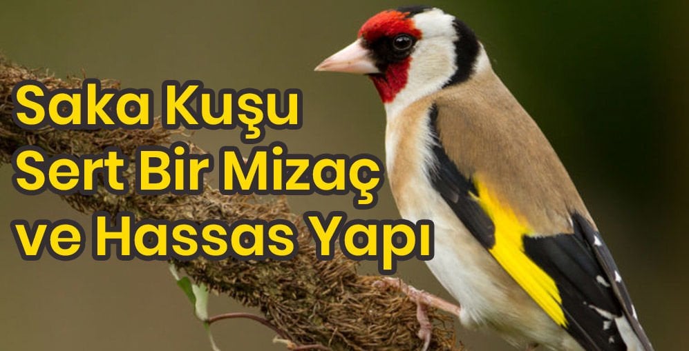 Saka Kuşu: Sert Bir Mizaç ve Hassas Yapı