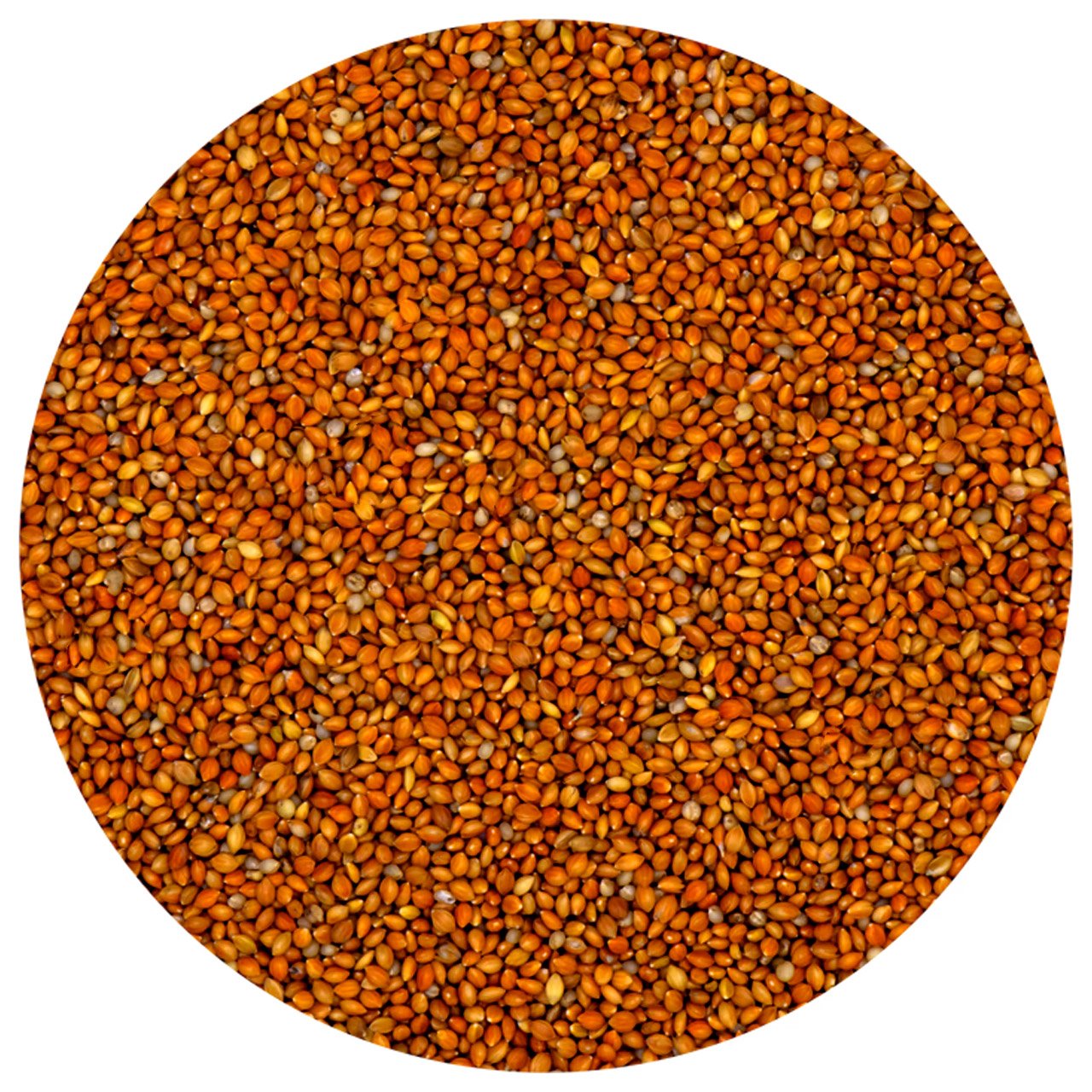 G1-Experience Kızıl Panicium (Elenmiş Alman Dal Darı Tohumu) 1 kg