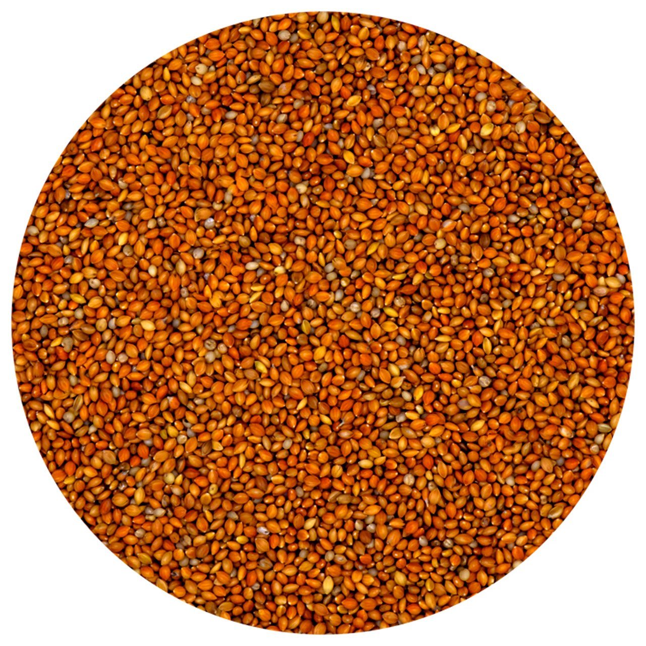 G1-Experience Kızıl Panicium (Elenmiş Alman Dal Darı Tohumu) 1 kg