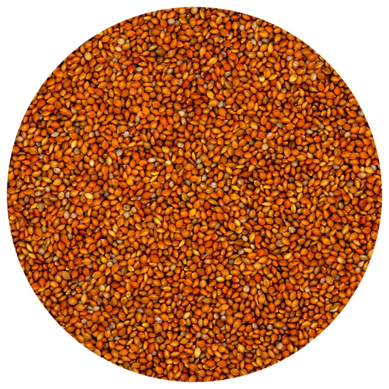 G1-Experience Kızıl Panicium (Elenmiş Alman Dal Darı Tohumu) 1 kg