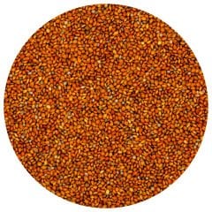 G1-Experience Kızıl Panicium (Elenmiş Alman Dal Darı Tohumu) Vakum Poşetli 1 kg
