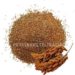 G1-Experience Kızıl Panicium (Elenmiş Alman Dal Darı Tohumu) 1 kg