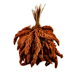 G1-Experience Kızıl Panicium (Elenmiş Alman Dal Darı Tohumu) 1 kg