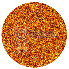 G1-Experience Kızıl Panicium (Elenmiş Alman Dal Darı Tohumu) 1 kg