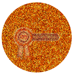 G1-Experience Kızıl Panicium (Elenmiş Alman Dal Darı Tohumu) 1 kg