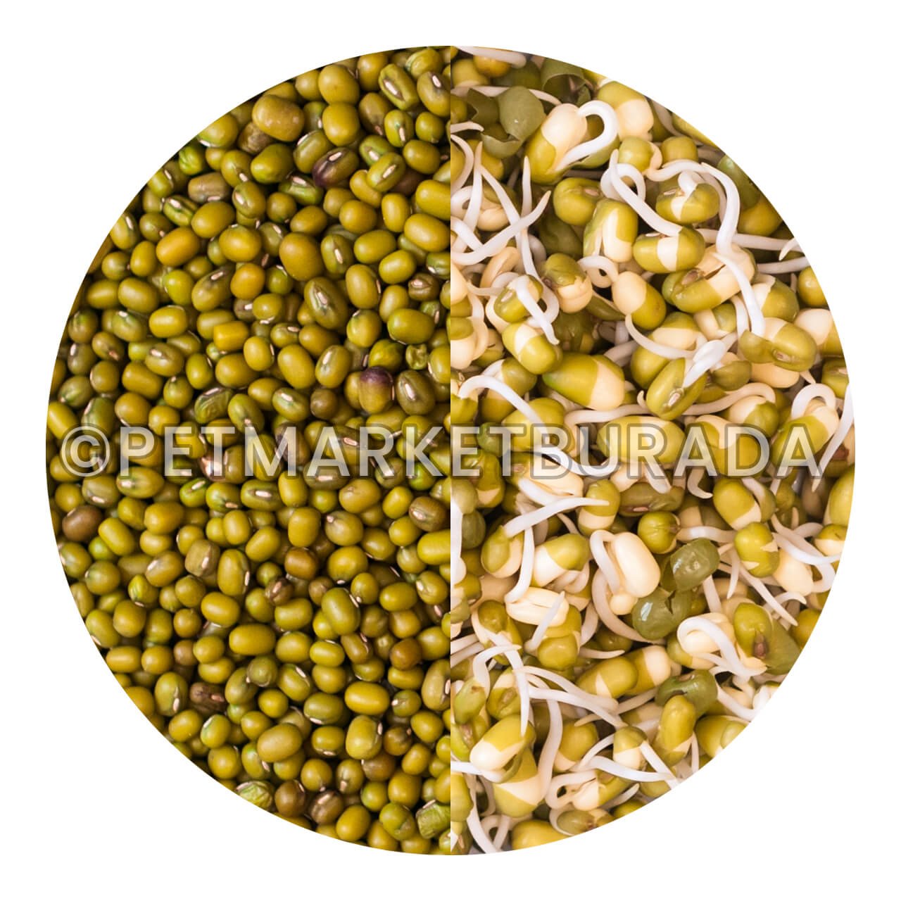 G1 Experience Çimlendirmelik Süper Kalite Maş Fasülyesi (Vakum Paket) 1 Kg