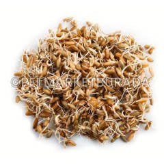 G1 Experience Çimlendirmelik Süper Kalite Buğday Vakum Paket 1 Kg