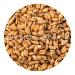 G1 Experience Çimlendirmelik Süper Kalite Buğday Vakum Paket 1 Kg