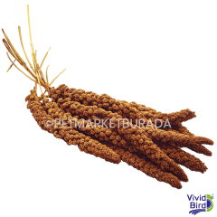 Vivid Bird Kızıl Dal Darı 500 gr