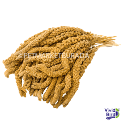 Vivid Bird Sarı Dal Darı 500 gr
