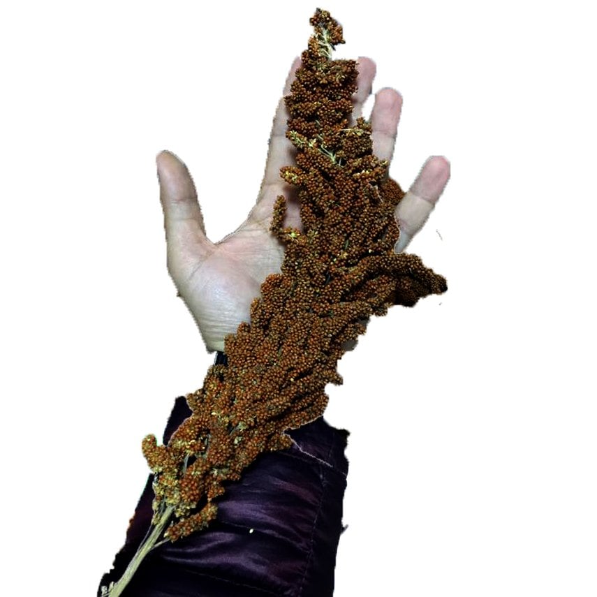 Süper Kalite İthal Alman Dal Darısı 25 KG