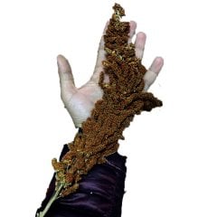 Süper Kalite İthal Alman Dal Darısı 25 KG