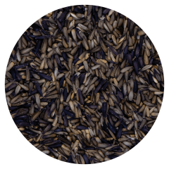 G1-Experience İthal 1. Sınıf Mikro Çekirdek 500 g
