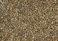 Ispanak Tohumu 250 Gr