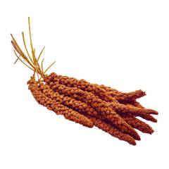 PMB Selections Kızıl Dal Darı Hollanda 5 kg Koli
