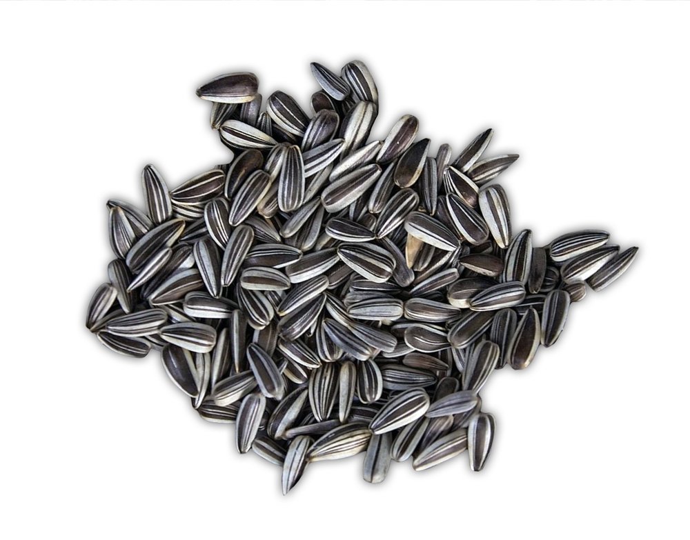 Vivid Bird Çizgili Ufak Alacalı Çekirdek 1 kg