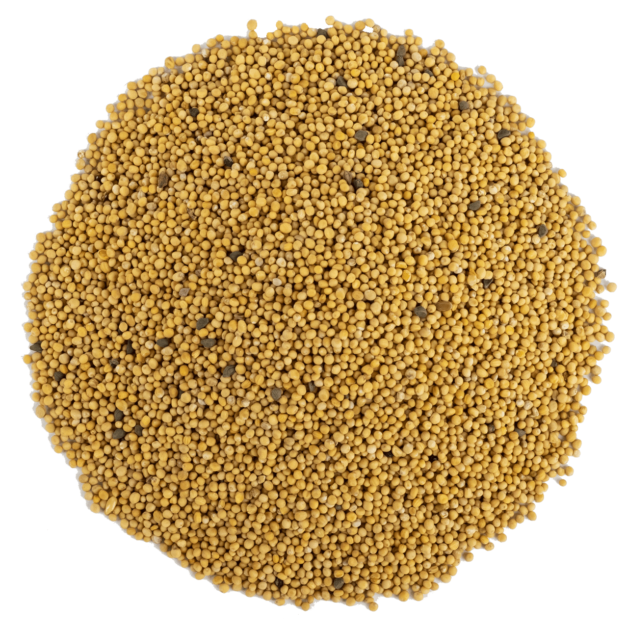 G1 Experience Sarı Hardal Tohumu Premium Kalite 250 g