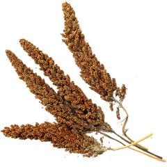 G1 Experience Kızıl Tilki Kuyruğu Dal Darı 250 gr
