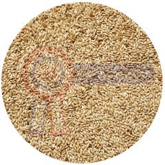 G1 Experience Sade Aspur Premium Tozsuz (Sade Kanarya Yemi) 20 kg