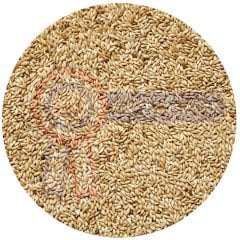 G1 Experience Sade Aspur Premium Tozsuz (Sade Kanarya Yemi) 20 kg