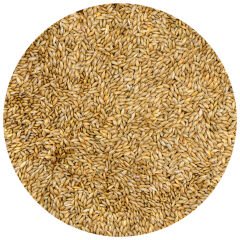 G1 Experience Sade Aspur Premium Tozsuz (Sade Kanarya Yemi) 5 kg