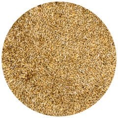 G1 Experience Sade Aspur Premium Tozsuz (Sade Kanarya Yemi) 1 kg