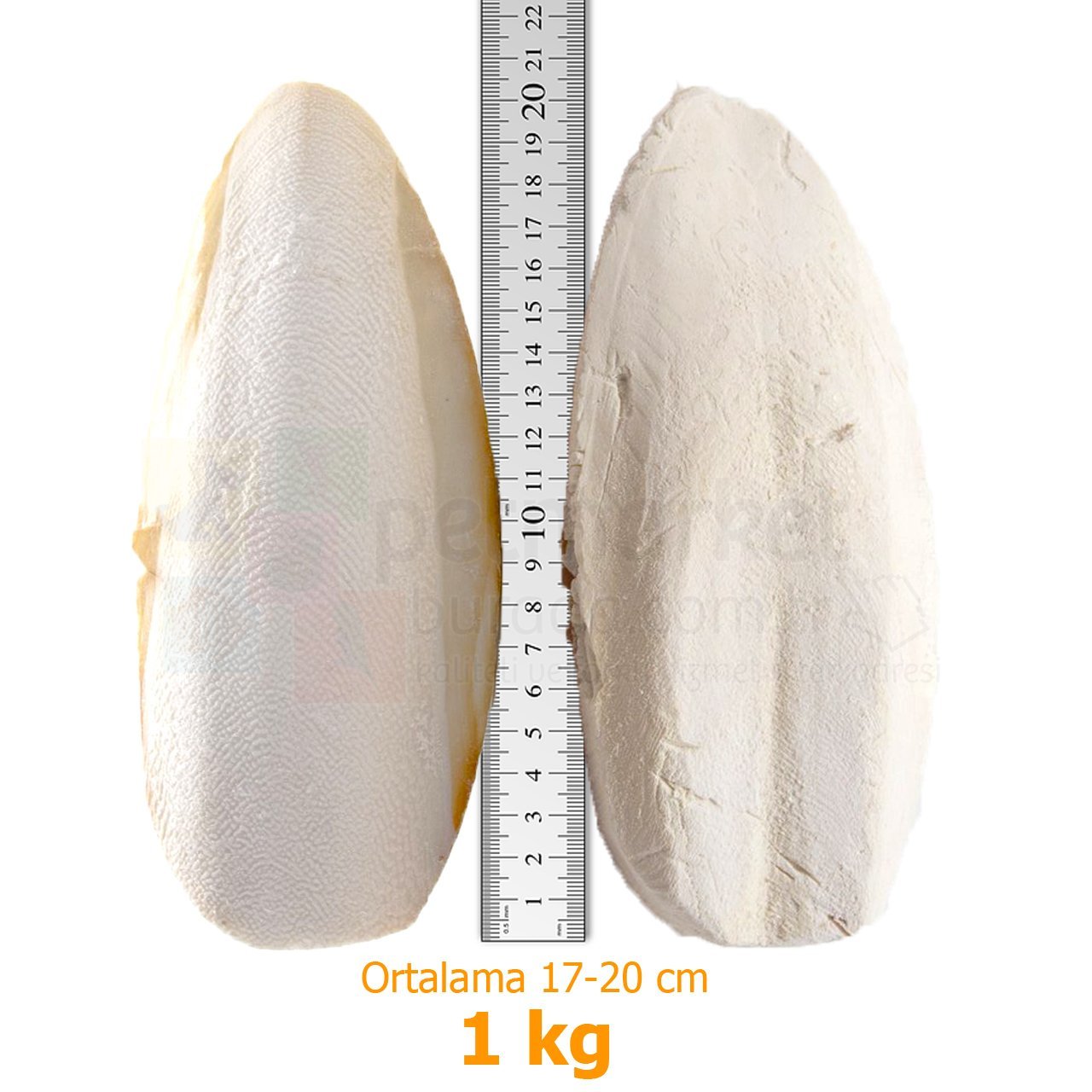 G1 Experience İthal Mürekkep Balığı Kemiği (Kalamar) Süper Kalite 1 kg