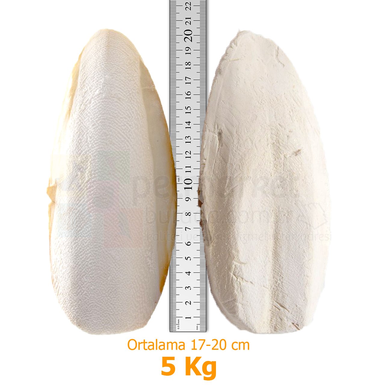 G1 Experience İthal Mürekkep Balığı Kemiği (Kalamar) Süper Kalite 5 kg