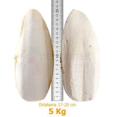 G1 Experience İthal Mürekkep Balığı Kemiği (Kalamar) Süper Kalite 5 kg