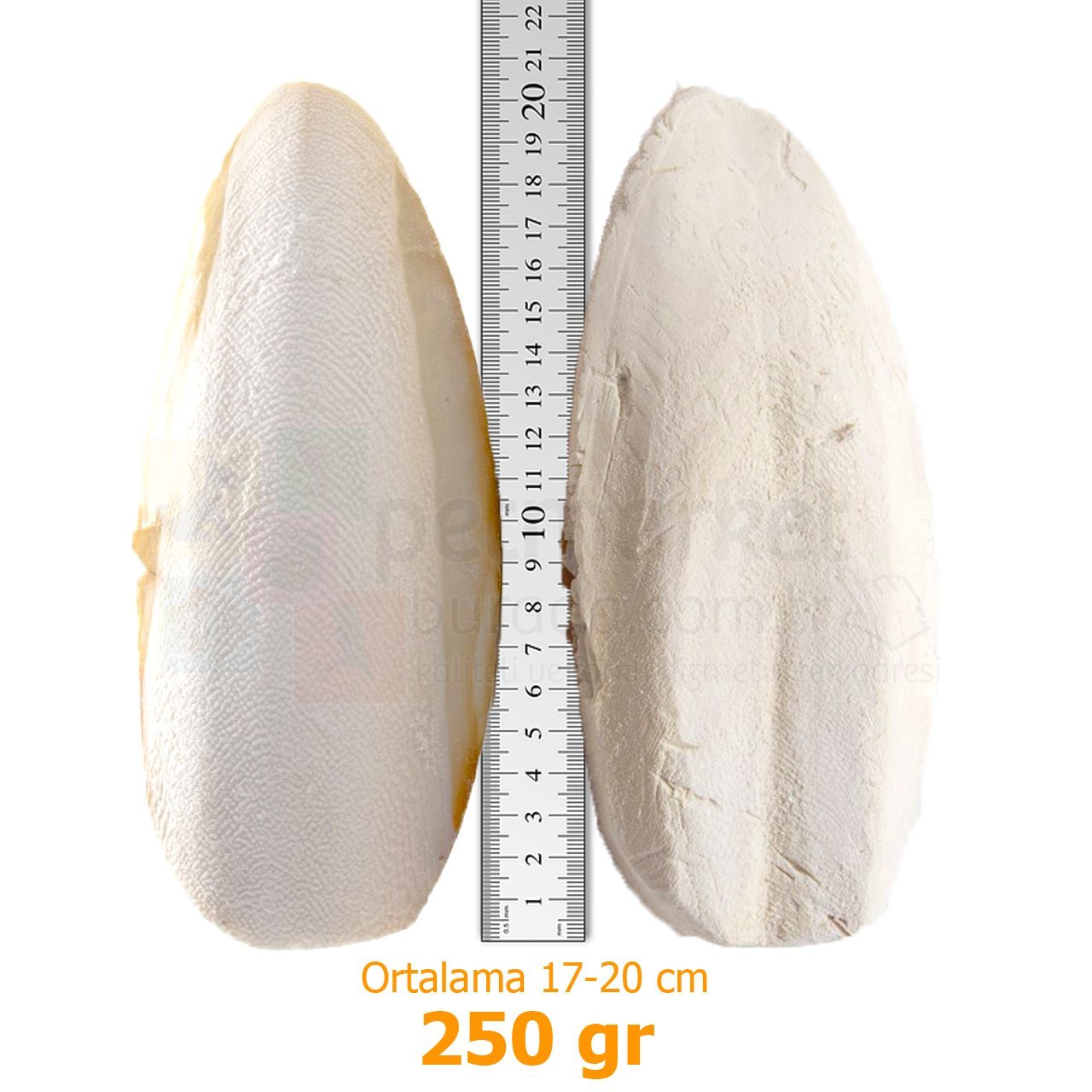 G1 Experience İthal Mürekkep Balığı Kemiği (Kalamar) Süper Kalite 250 gr