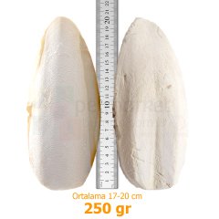 G1 Experience İthal Mürekkep Balığı Kemiği (Kalamar) Süper Kalite 250 gr
