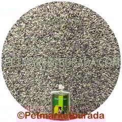 Floralia Pagima Green Sindirim Sistemi Düzenleyici Özel Çim Tohumu (B) 100 gr