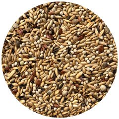 G1 Experience Şalgamsız Irk Kanarya Yemi (Bölünmüş Vakum Paket) 1 kg