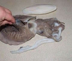 Beaks Mürekkep Balığı Kemiği (Kalamar) Tekli Paket 15 cm