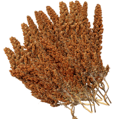 G1 Experience Premium Kızıl Tilki Kuyruğu Dal Darı 18 kg