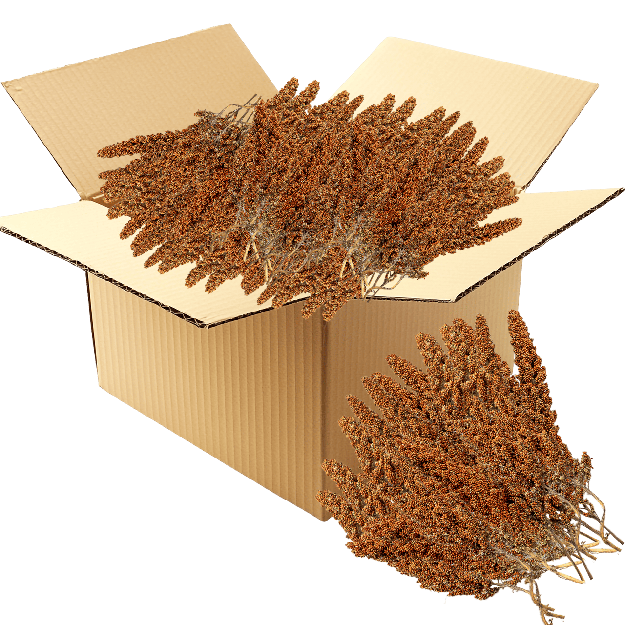 G1 Experience Premium Kızıl Tilki Kuyruğu Dal Darı 18 kg