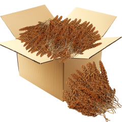 G1 Experience Premium Kızıl Tilki Kuyruğu Dal Darı 18 kg