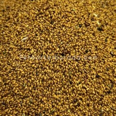 G1 Experience Ketencik Tohumu Camelina Sativa Kuşlar İçin Doğal Enerji ve Sağlık Kaynağı 500 gr