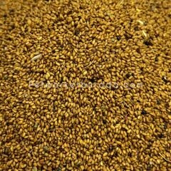 G1 Experience Ketencik Tohumu Camelina Sativa Kuşlar İçin Doğal Enerji ve Sağlık Kaynağı 1 kg